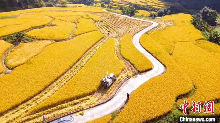 龙岩永定：稻谷飘香收割忙 “粮”辰美景好时光