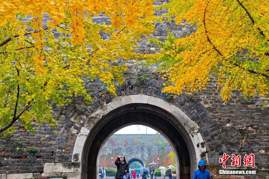 南京明城墙下满目金黄添诗意 南京明城墙下满目金黄添诗意