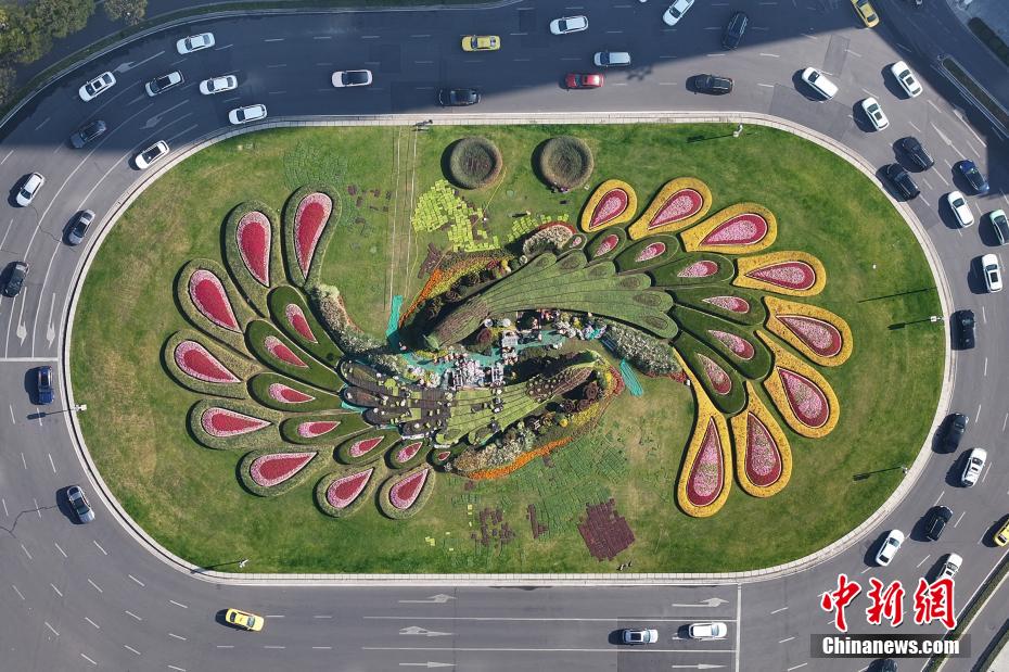 保持最美形象 南京街头“孔雀”绿雕换冬装 保持最美形象 南京街头“孔雀”绿雕换冬装