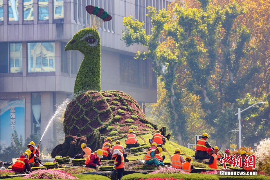 保持最美形象 南京街头“孔雀”绿雕换冬装 保持最美形象 南京街头“孔雀”绿雕换冬装