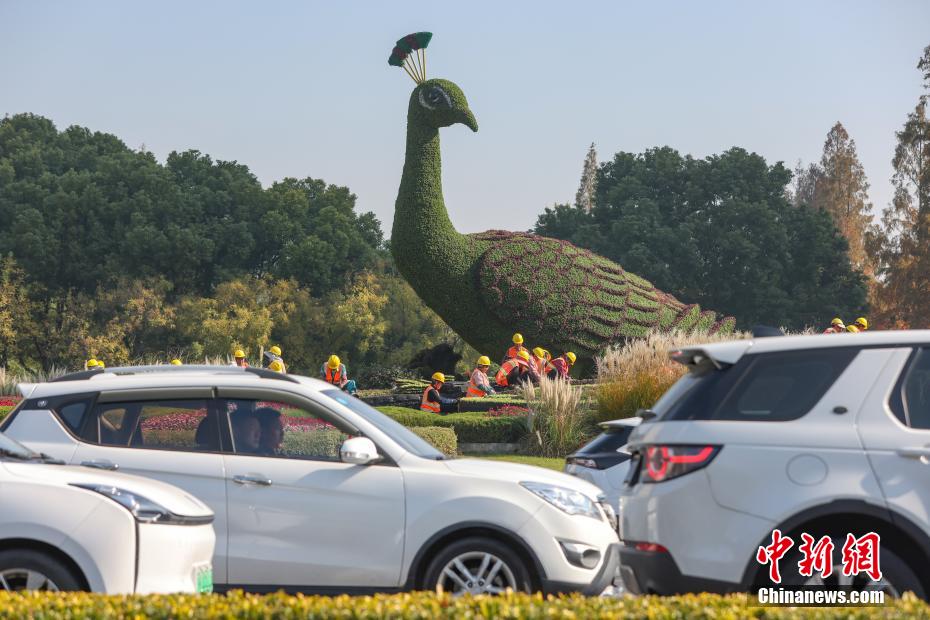 保持最美形象 南京街头“孔雀”绿雕换冬装 保持最美形象 南京街头“孔雀”绿雕换冬装