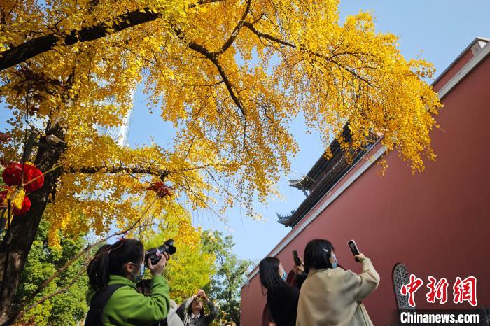初冬时节 银杏“扮靓”南京鼓楼“绘就”独特风景 初冬时节银杏“扮靓”南京鼓楼“绘就”独特风景