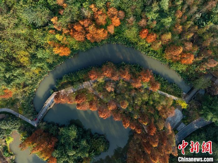 重庆:湿地公园色彩斑斓冬景如画
