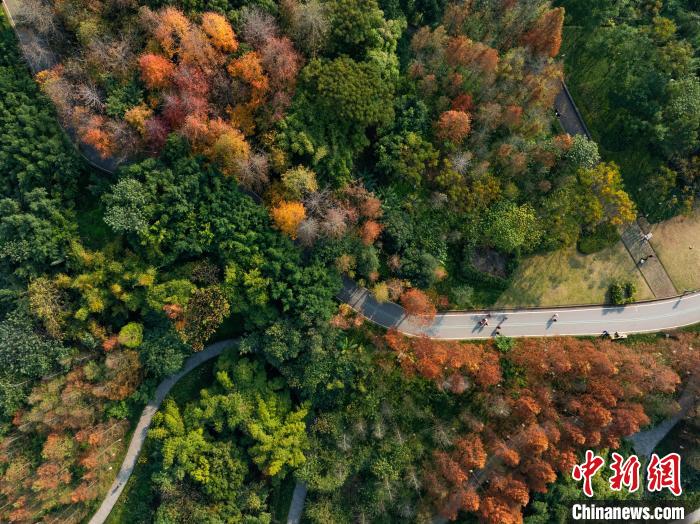 重庆:湿地公园色彩斑斓冬景如画