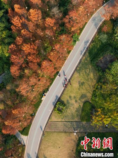 重庆:湿地公园色彩斑斓冬景如画