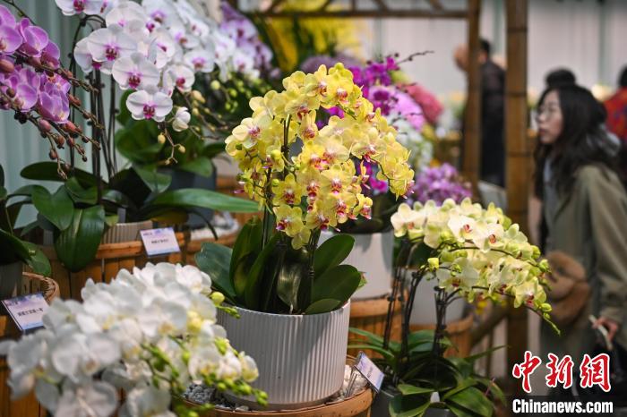 “花中君子”齐聚南京中山植物园争奇斗艳 “花中君子”齐聚南京中山植物园争奇斗艳