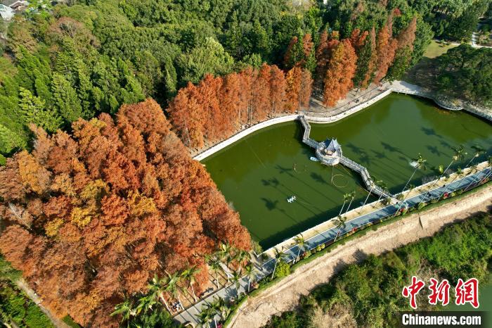 福州国家森林公园水杉变红美如画
