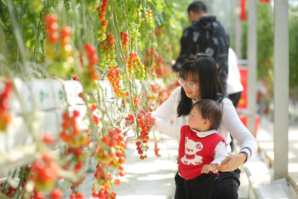 玩转生态田园!大年初一来大鹏感受深圳专属“年味” 玩转生态田园!大年初一来大鹏感受深圳专属“年味”