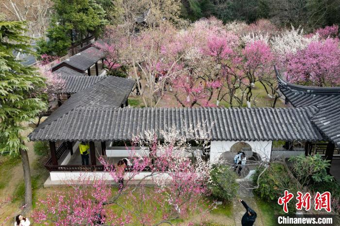 满园春色关不住 南京梅花绽放报春来 满园春色关不住南京梅花绽放报春来