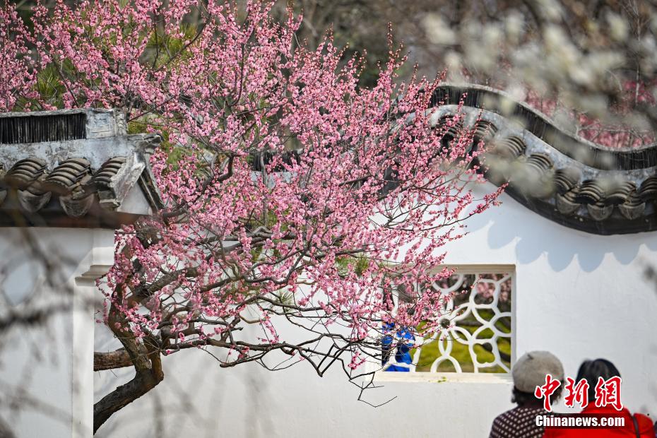 南京古典园林春色如许展恬静之美 南京古典园林春色如许展恬静之美