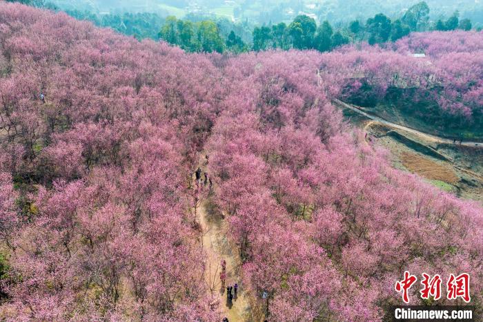 四川成都:200余亩红梅花将山头染成粉红色
