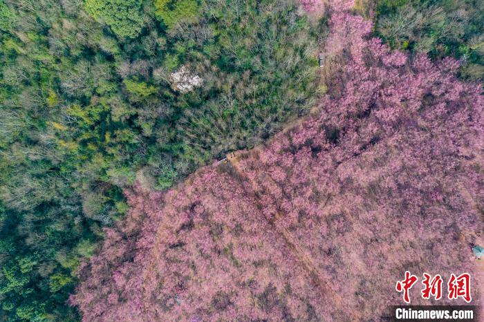 四川成都:200余亩红梅花将山头染成粉红色