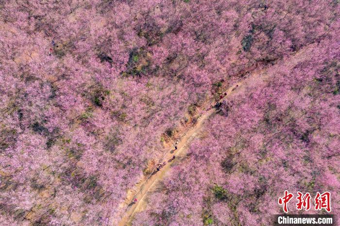 四川成都:200余亩红梅花将山头染成粉红色