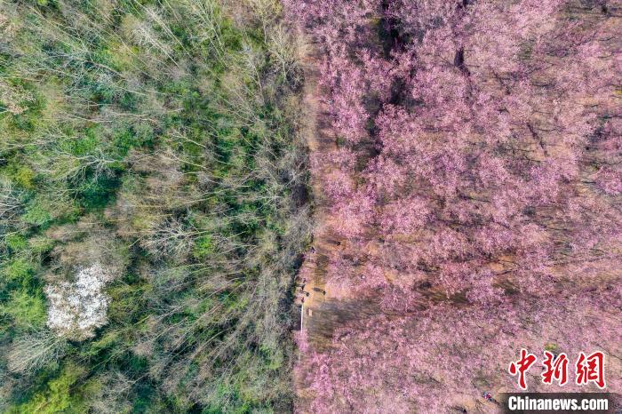 四川成都:200余亩红梅花将山头染成粉红色