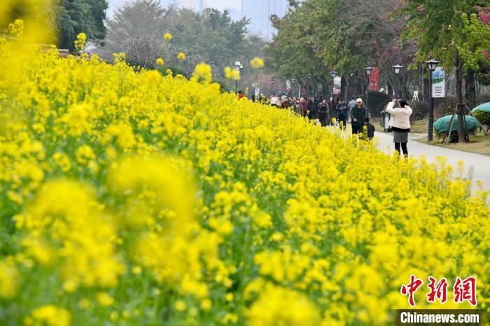 春暖花开福州民众踏春赏花