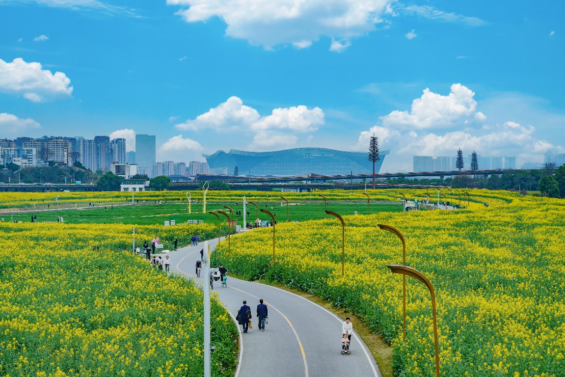 共赏春光！成都环城生态区3万亩油菜花海美如画