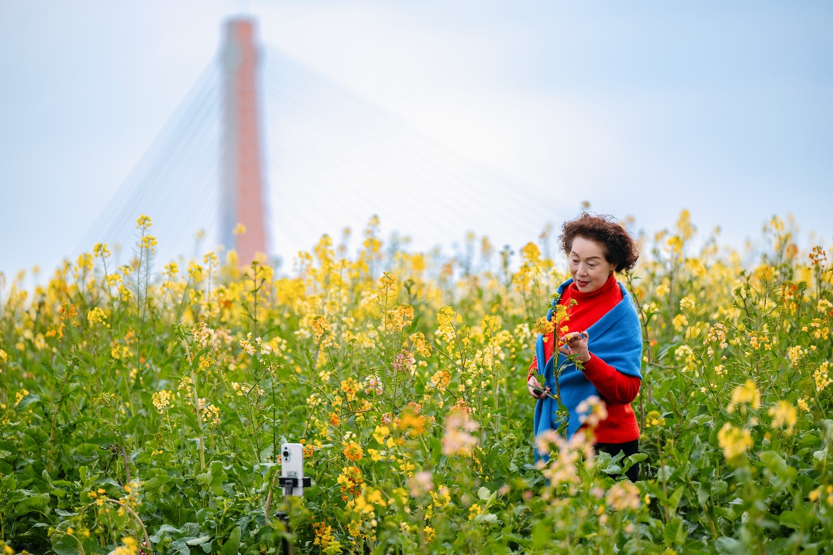 共赏春光！成都环城生态区3万亩油菜花海美如画