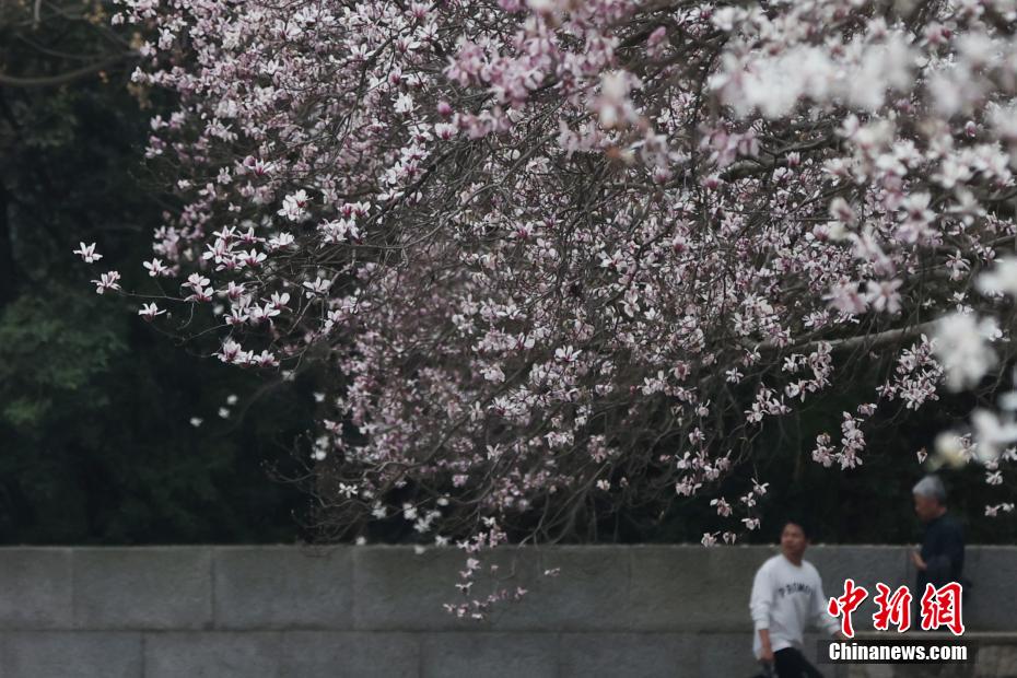 南京春意正浓 “国家一级保护植物”宝华玉兰繁花满树 南京春意正浓 “国家一级保护植物”宝华玉兰繁花满树