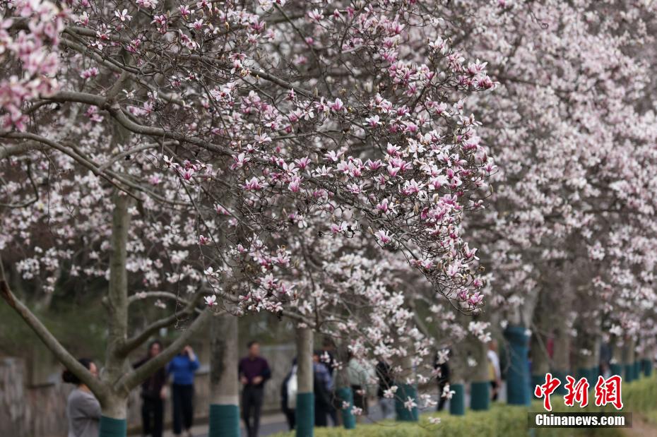 南京春意正浓 “国家一级保护植物”宝华玉兰繁花满树 南京春意正浓 “国家一级保护植物”宝华玉兰繁花满树