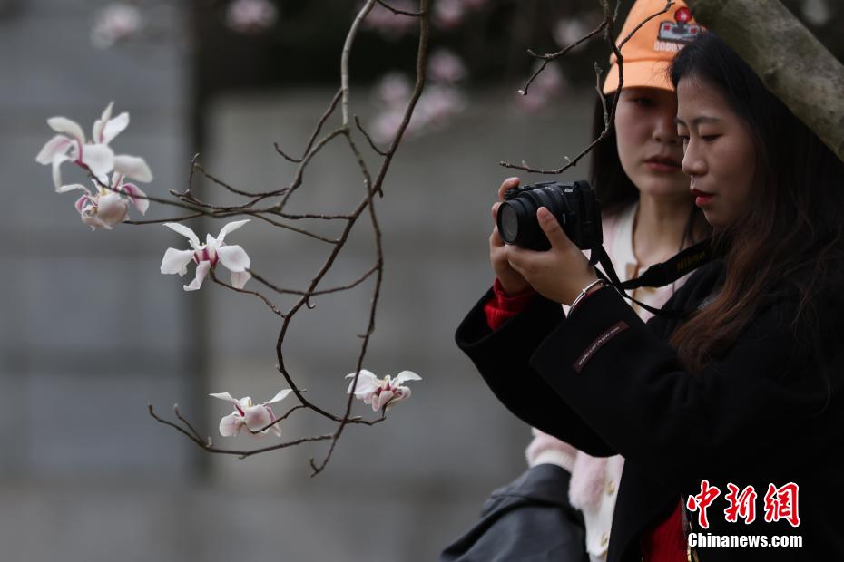 南京春意正浓 “国家一级保护植物”宝华玉兰繁花满树