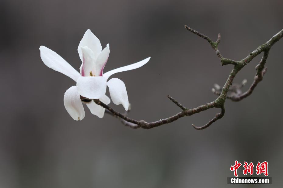 南京春意正浓 “国家一级保护植物”宝华玉兰繁花满树