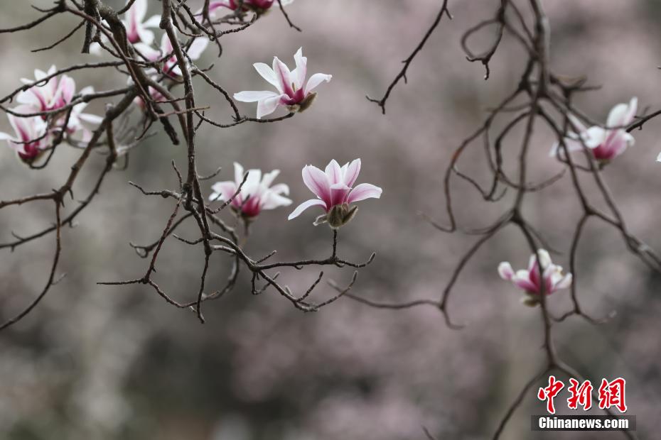 南京春意正浓 “国家一级保护植物”宝华玉兰繁花满树