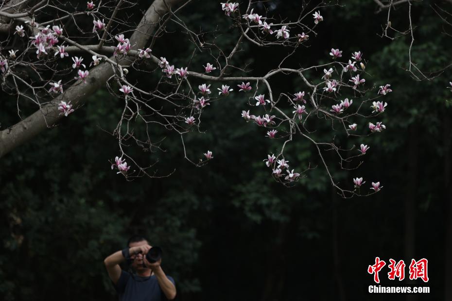 南京春意正浓 “国家一级保护植物”宝华玉兰繁花满树