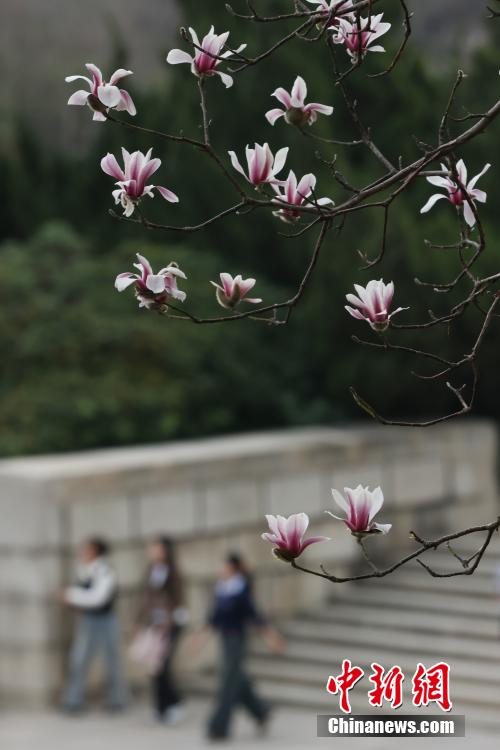 南京春意正浓 “国家一级保护植物”宝华玉兰繁花满树