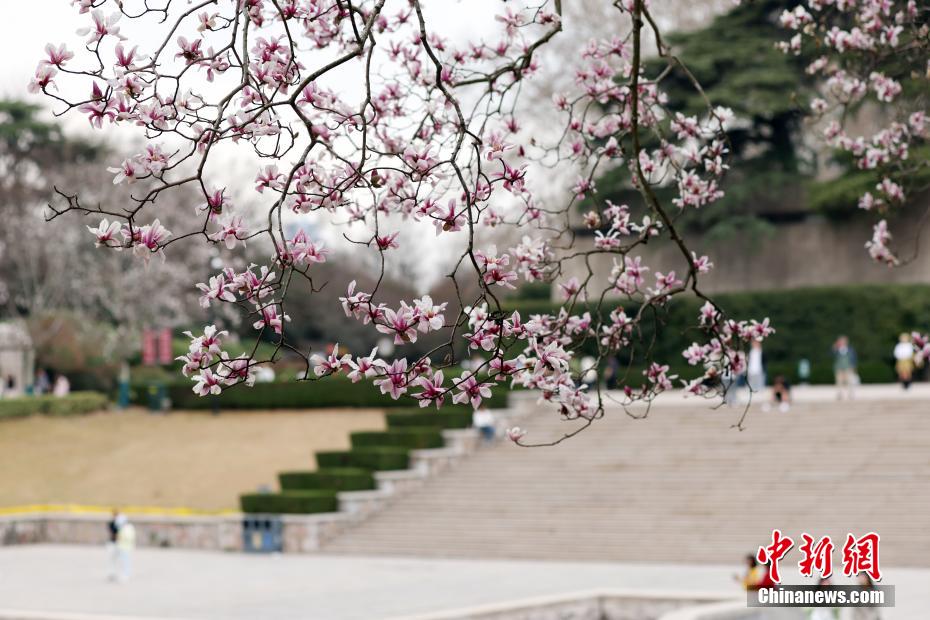 南京春意正浓 “国家一级保护植物”宝华玉兰繁花满树 南京春意正浓 “国家一级保护植物”宝华玉兰繁花满树