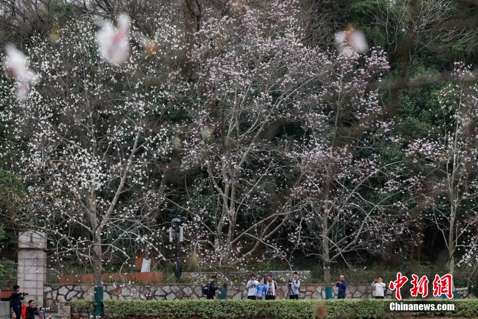 南京春意正浓 “国家一级保护植物”宝华玉兰繁花满树 南京春意正浓 “国家一级保护植物”宝华玉兰繁花满树