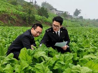今年前两月 重庆涪陵出口榨菜1630吨