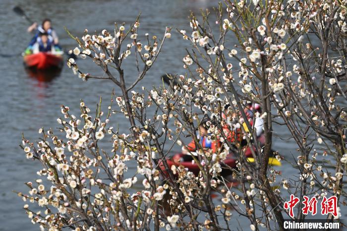 古城南京春暖花开 民众踏青赏景正当时