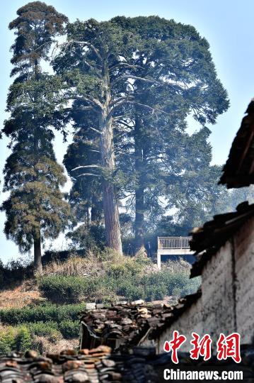 探访千年古村落——福建政和杨源村