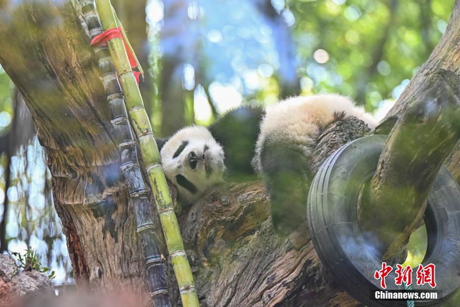广州大熊猫“妹猪”乔迁新居