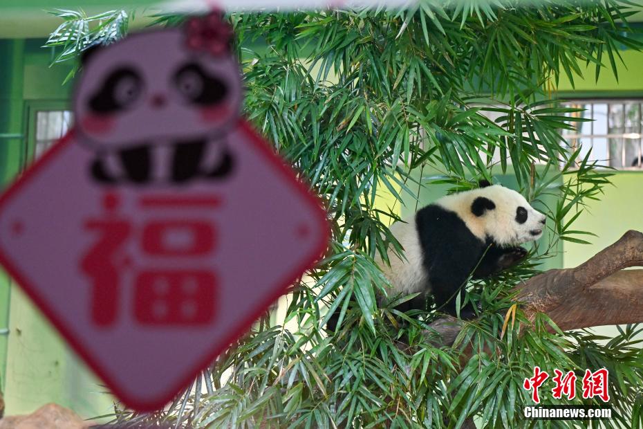 广州大熊猫“妹猪”乔迁新居