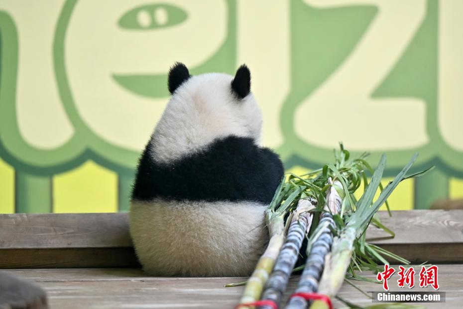 广州大熊猫“妹猪”乔迁新居