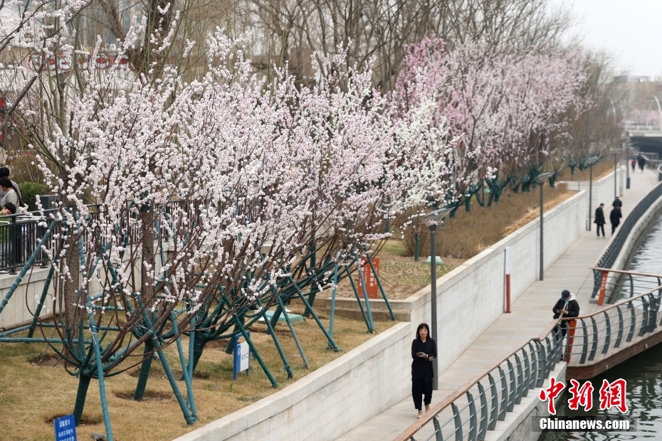 京城亮马河畔山桃花盛开