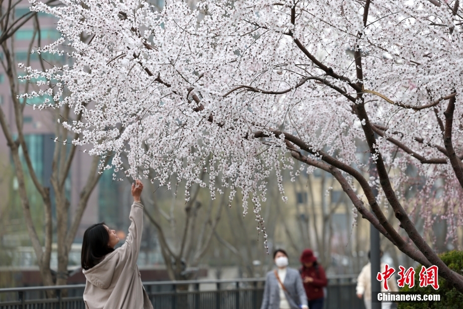 京城亮马河畔山桃花盛开