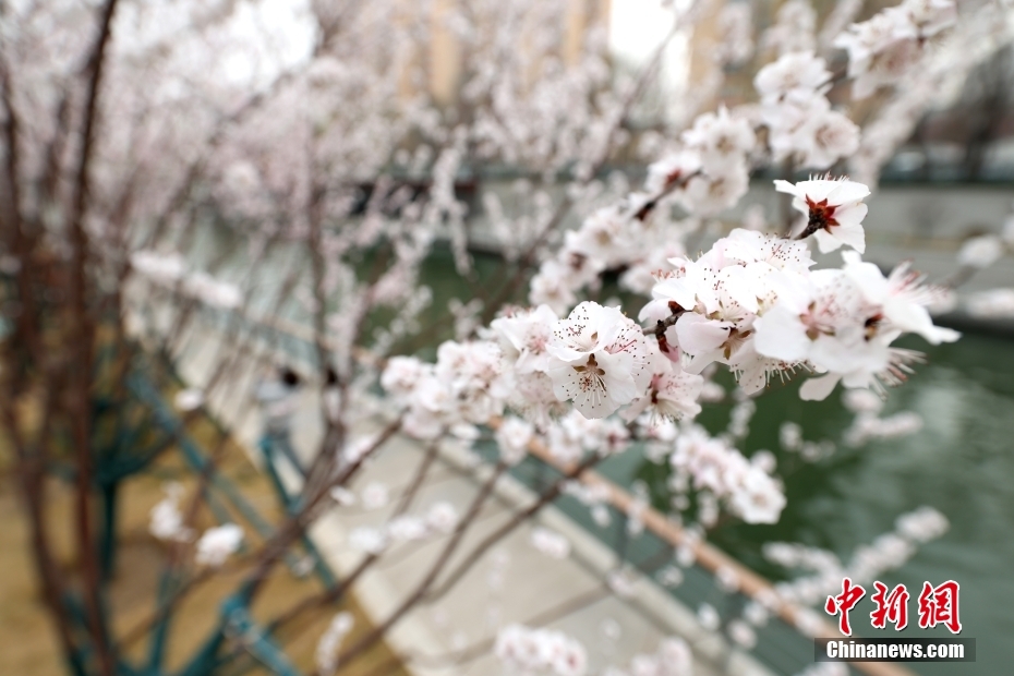 京城亮马河畔山桃花盛开