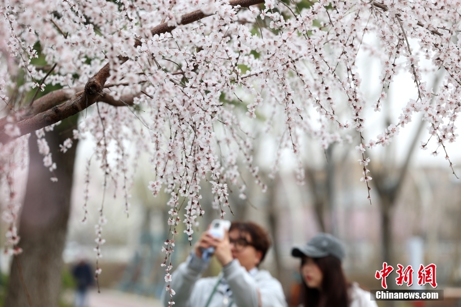 京城亮马河畔山桃花盛开