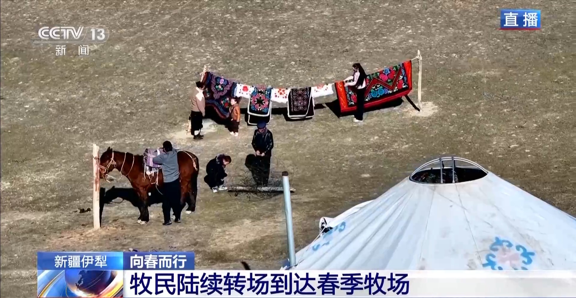 羊咩咩穿上了高科技“新衣”！来看新疆伊犁河谷牲畜春季转场