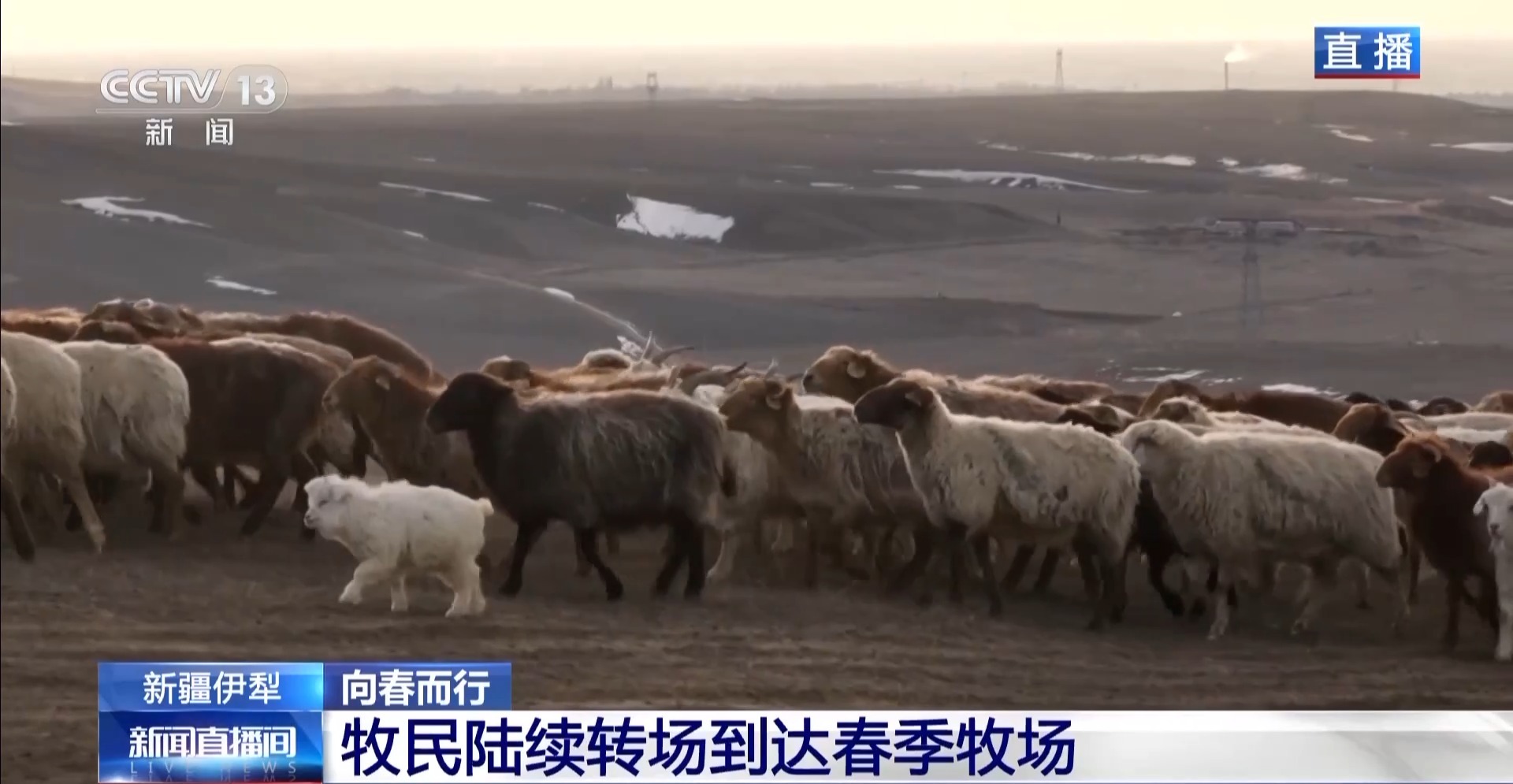羊咩咩穿上了高科技“新衣”！来看新疆伊犁河谷牲畜春季转场