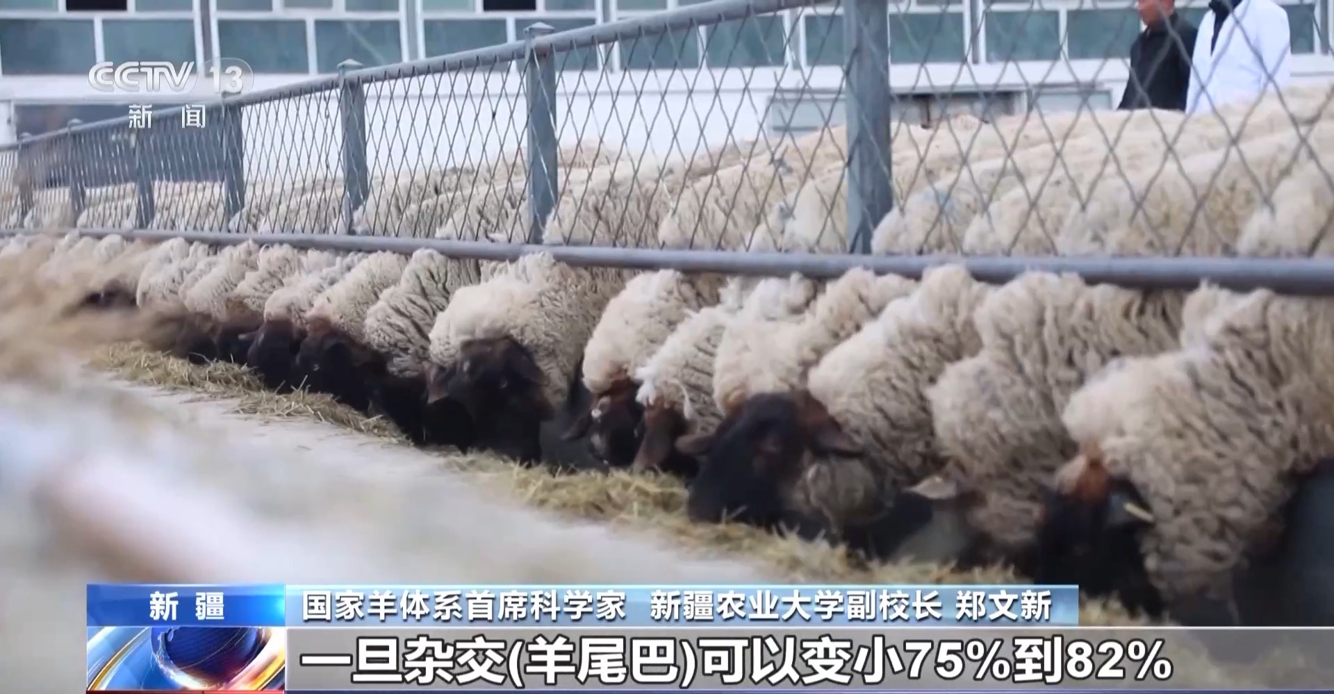 羊咩咩穿上了高科技“新衣”！来看新疆伊犁河谷牲畜春季转场