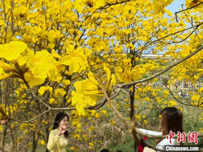 南宁天气晴好 民众公园赏花忙