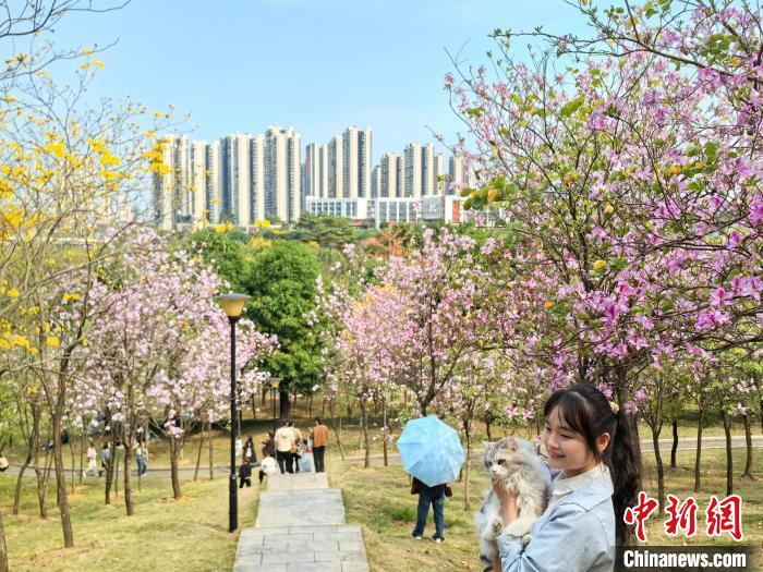 南宁天气晴好 民众公园赏花忙