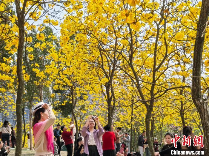 南宁天气晴好 民众公园赏花忙