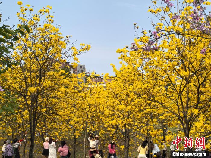 南宁天气晴好 民众公园赏花忙