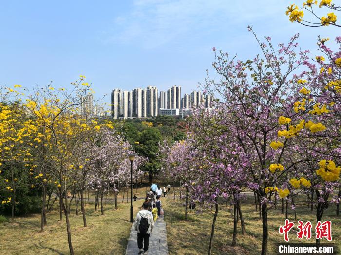 南宁天气晴好 民众公园赏花忙