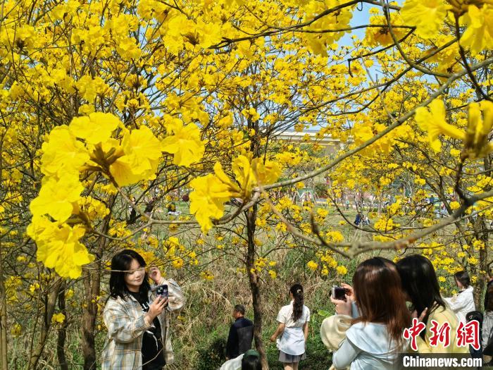 南宁天气晴好 民众公园赏花忙