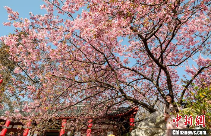 武汉东湖樱花园早樱盛开吸引民众观赏 武汉东湖樱花园早樱盛开吸引民众观赏